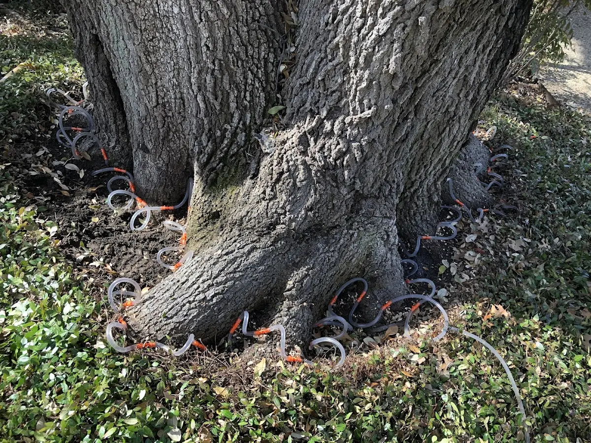 Detailed Tree Cabling and Bracing job site in Penasco