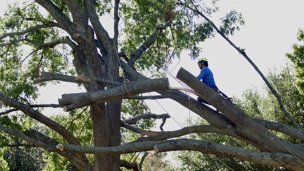 Professional Crown Thinning performed by certified arborists in Penasco